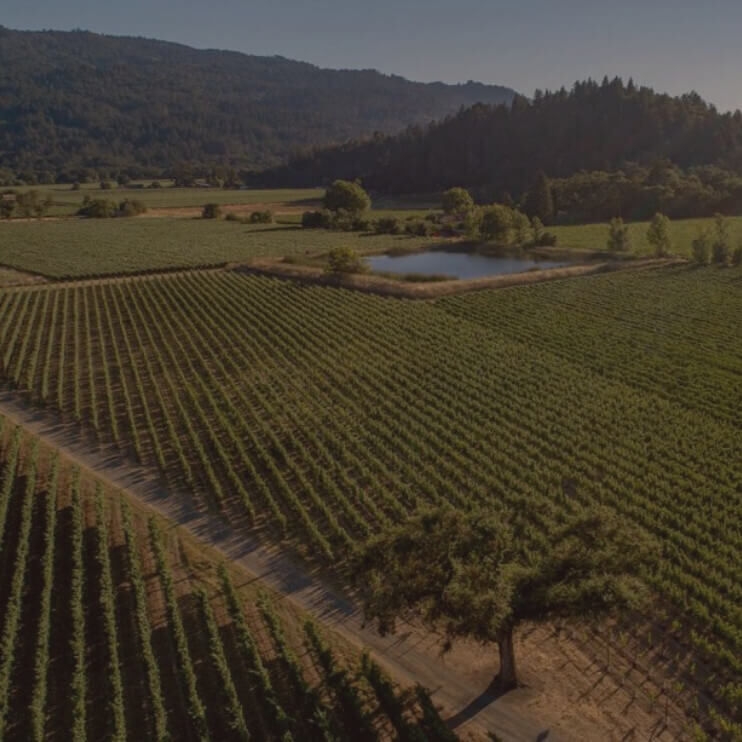 Cakebread Cellars: Maple Lane Vineyard