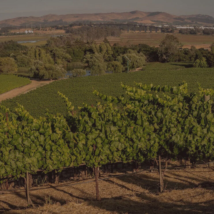 Cakebread Cellars: Carneros Vineyards