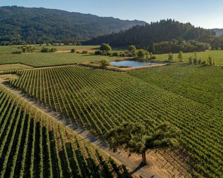 Photo of a vineyard