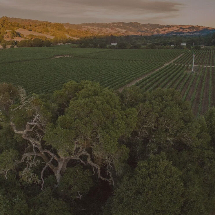 Cakebread Cellars: Anderson Valley Vineyard