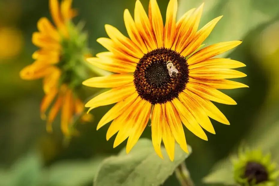 A sunflower in the Cakebread Cellars garden