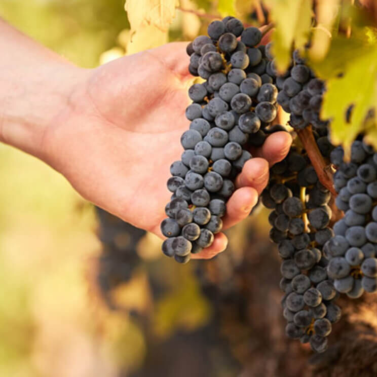 Red grapes being inspected by the winegrowers