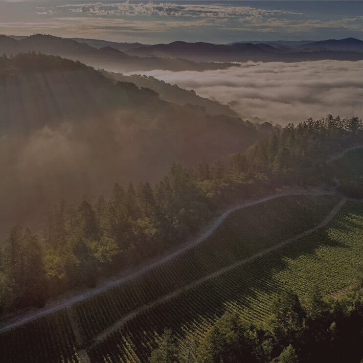 Cakebread Cellars: Doggwood Vineyard