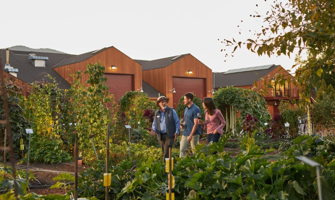 People walking in a vineyard