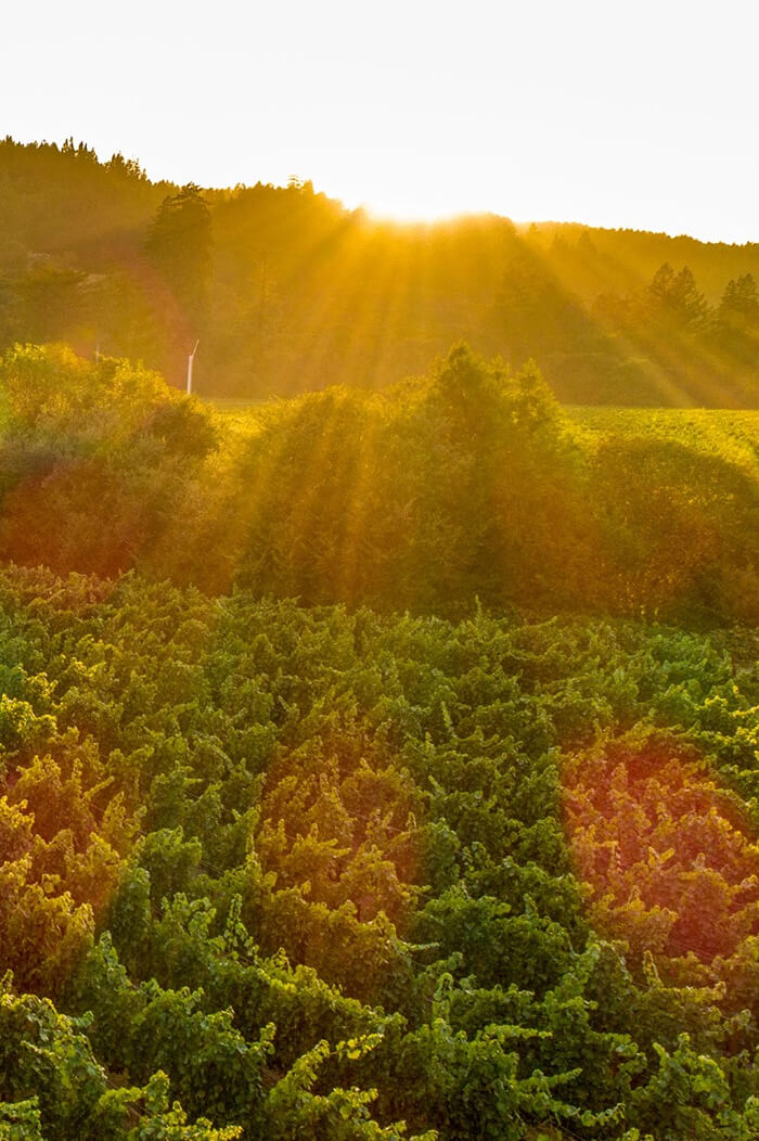 2022 Pinot Noir Apple Barn Vineyard, Anderson Valley