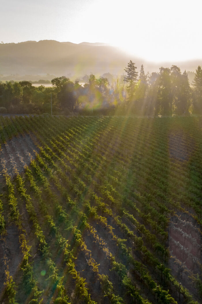 2022 Cuttings Wharf Vineyard Chardonnay Carneros Napa Valley